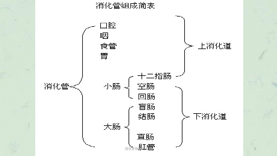 消化系统解剖生理课件_第3页