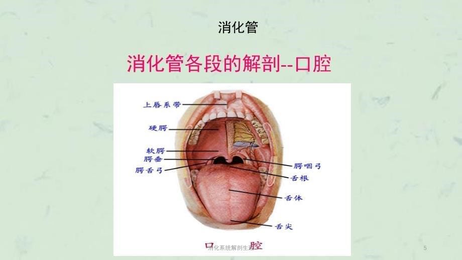 消化系统解剖生理课件_第5页