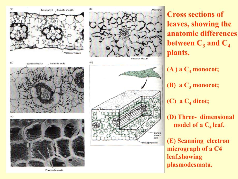 植物生理学：10光合(II )（2）_第2页