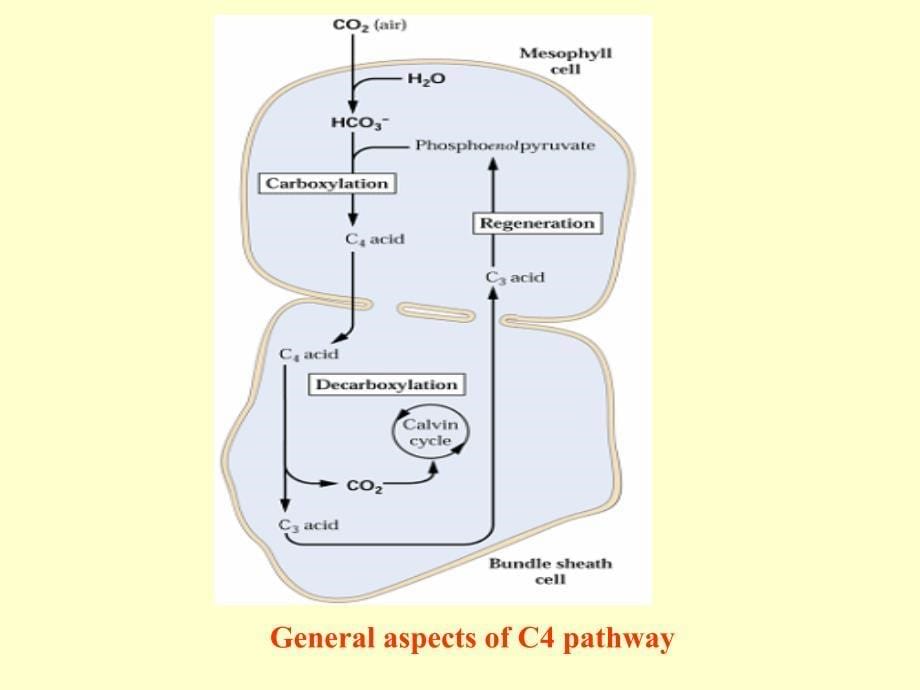 植物生理学：10光合(II )（2）_第5页