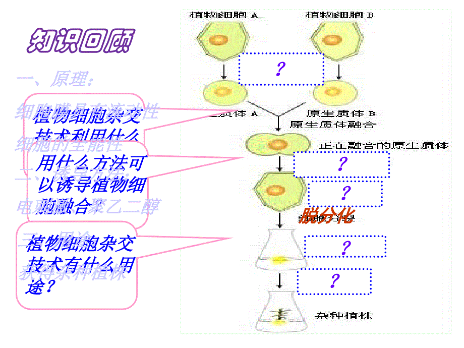 人教版高中生物选修3专题2.2.2动物细胞融合与单体克隆抗体共53张PPT_第3页