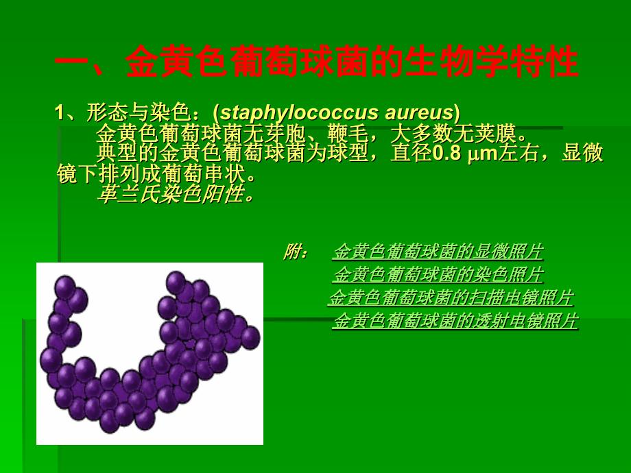 食品中微生物的检测金黄色葡萄球菌检验_第3页