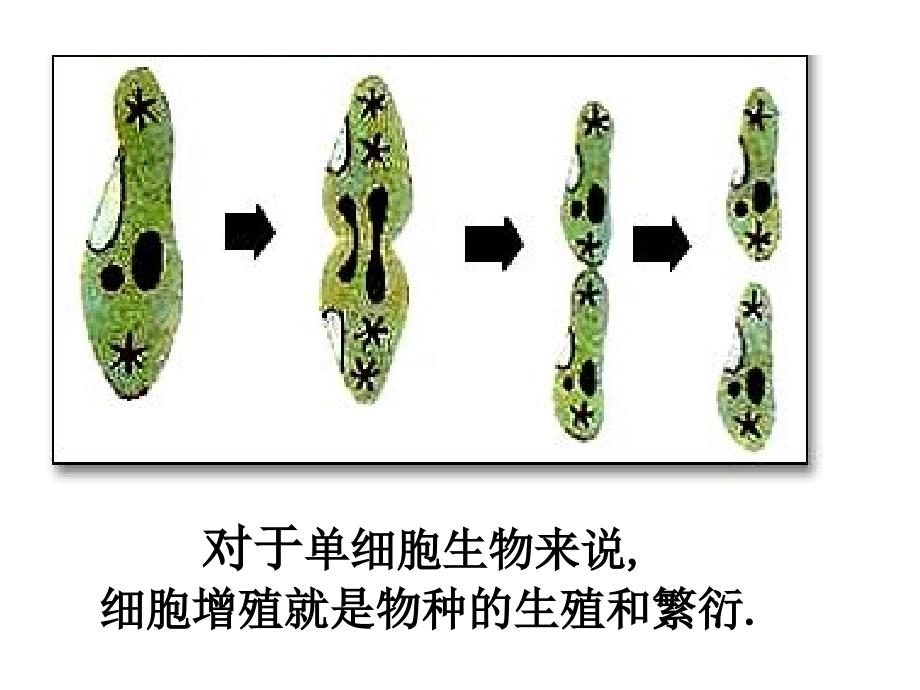 一个成年人是由大约04个细胞构成的_第3页