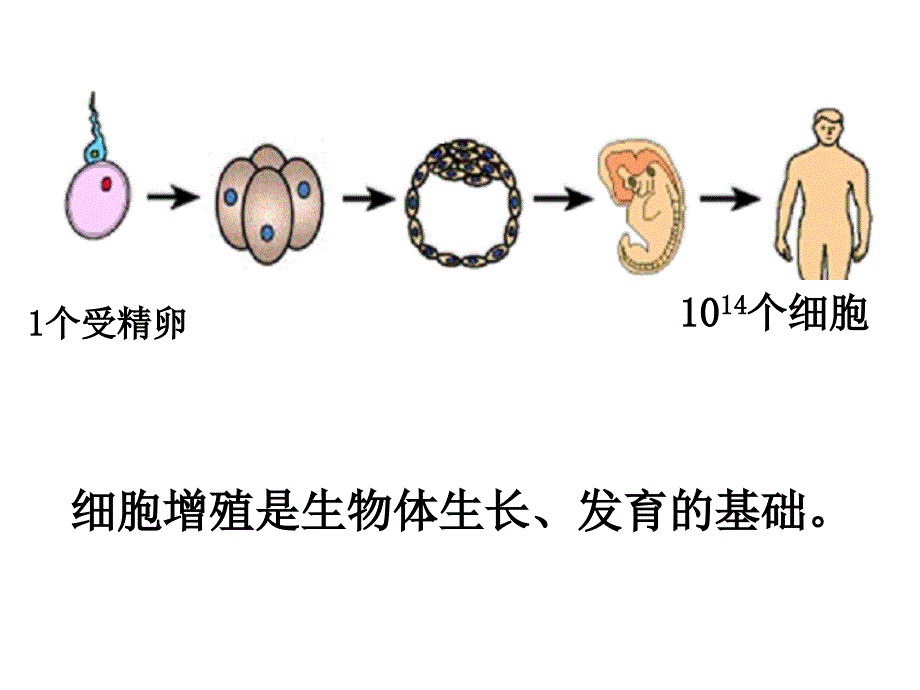 一个成年人是由大约04个细胞构成的_第4页