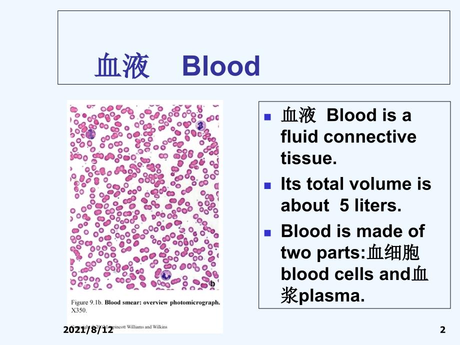 血液与胚胎学讲座_第2页