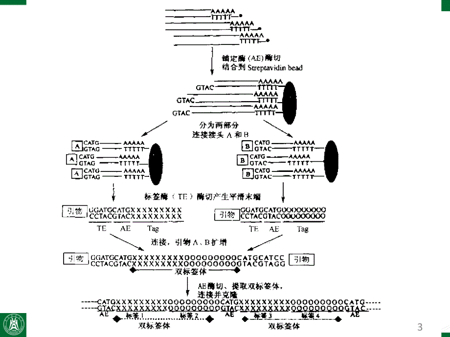 酵母双杂交技术PPT精品文档_第3页