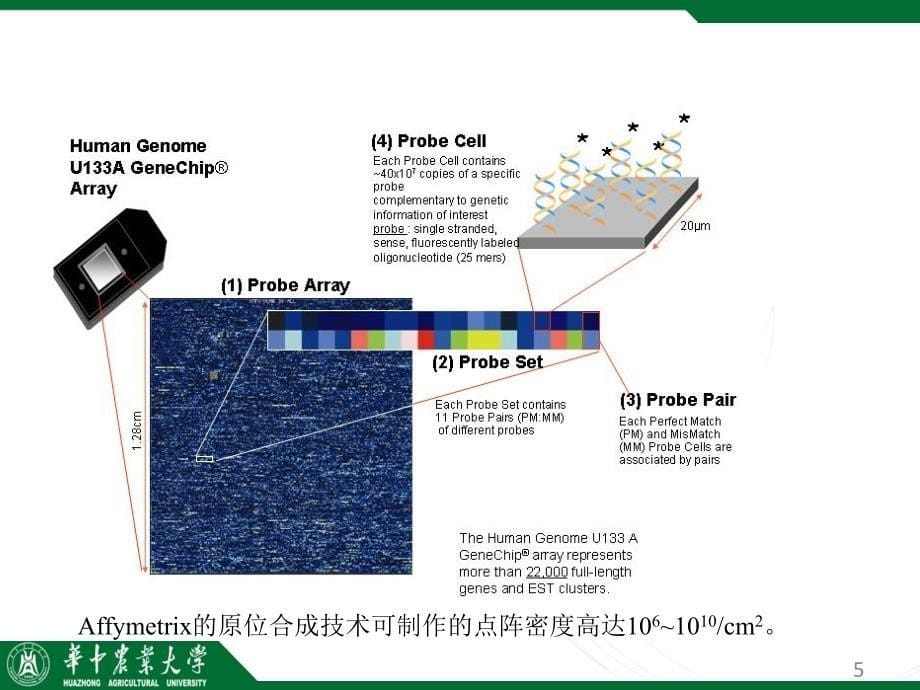 酵母双杂交技术PPT精品文档_第5页