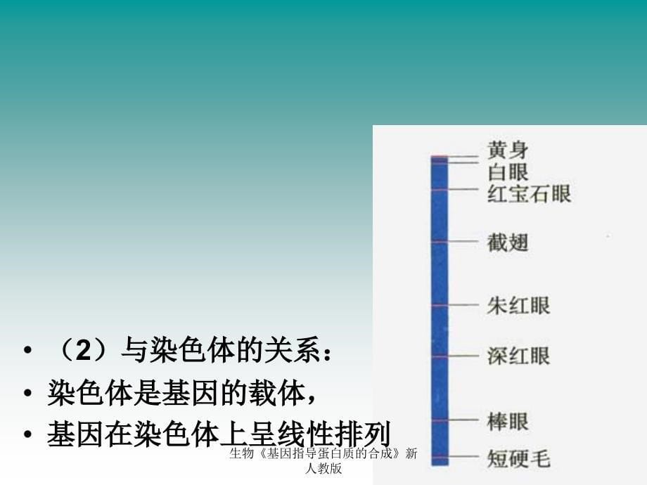 生物基因指导蛋白质的合成新人教版课件_第5页