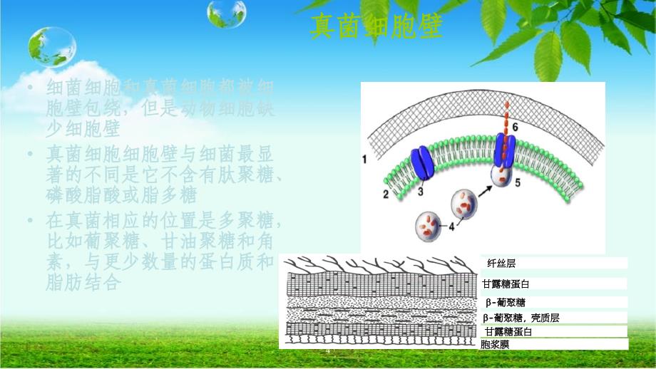 真菌感染及其药物治疗PPT课件_第4页