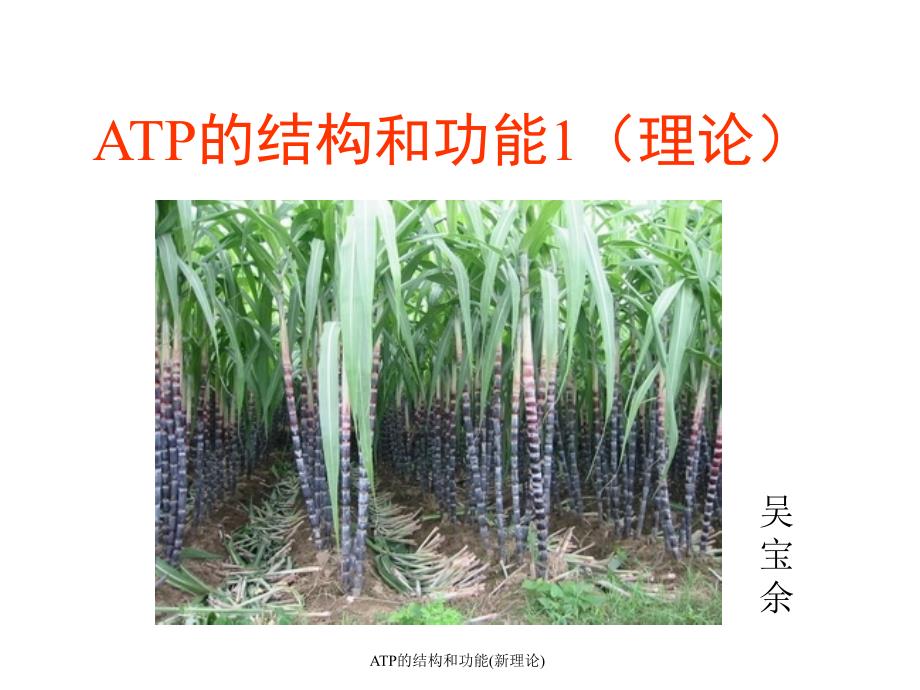 ATP的结构和功能新理论课件_第1页