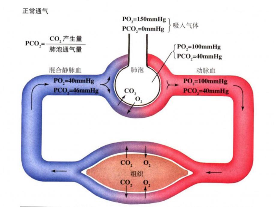 儿童呼吸系统疾病PPT课件_第3页