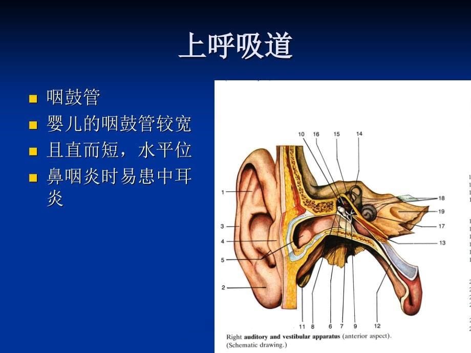 儿童呼吸系统疾病PPT课件_第5页