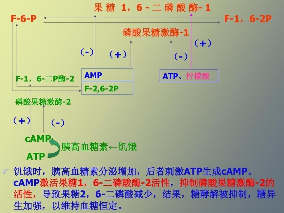 糖原异生和糖的其他代谢途径_第5页