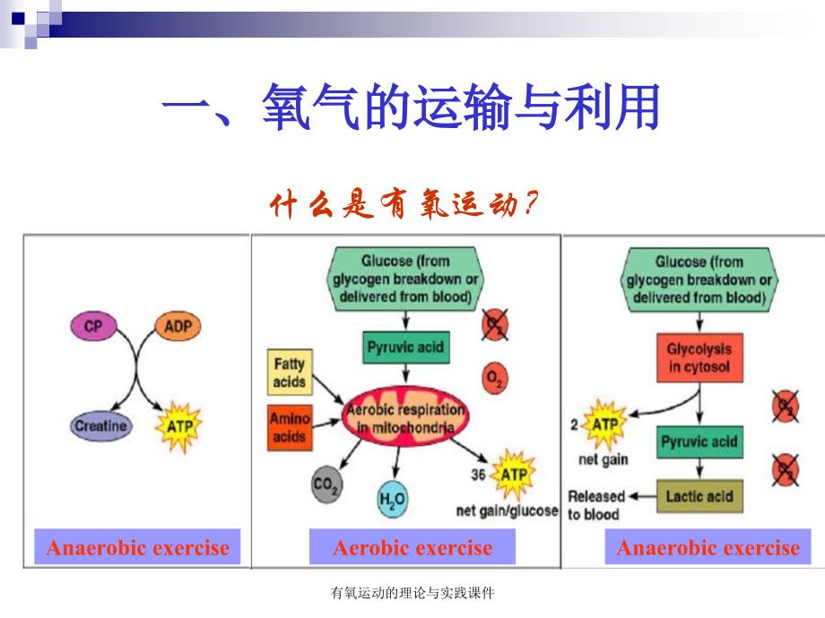 有氧运动的理论与实践课件_第2页