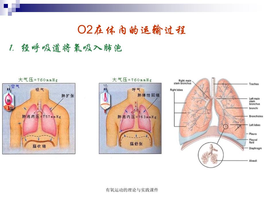 有氧运动的理论与实践课件_第4页