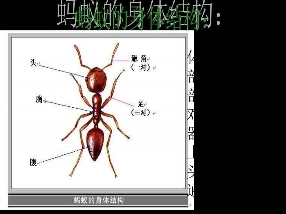 教科版科学三上蚂蚁pt课件_第5页