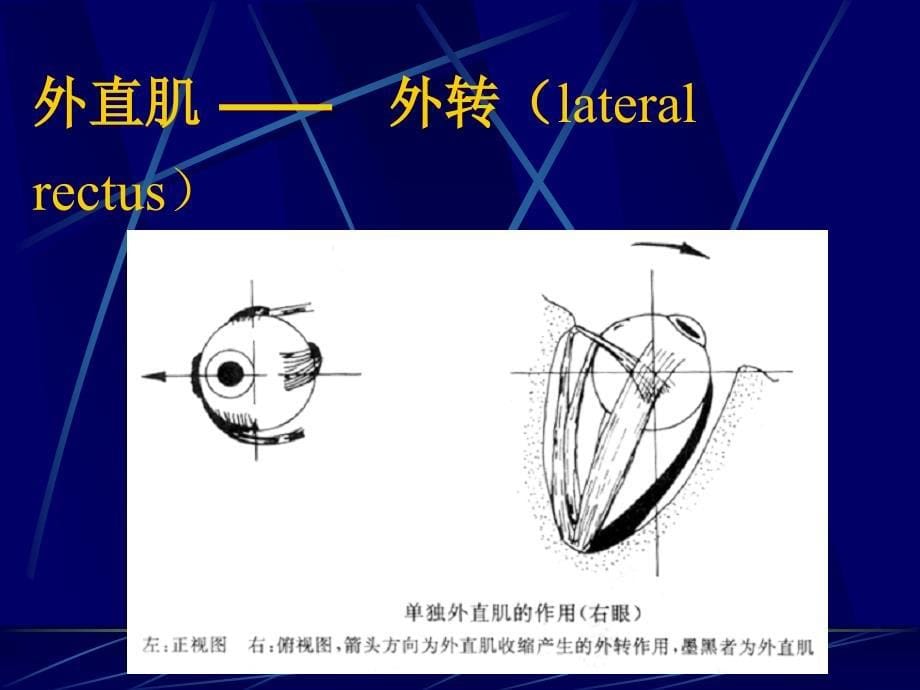 斜视和弱视(眼科学课件)_第5页