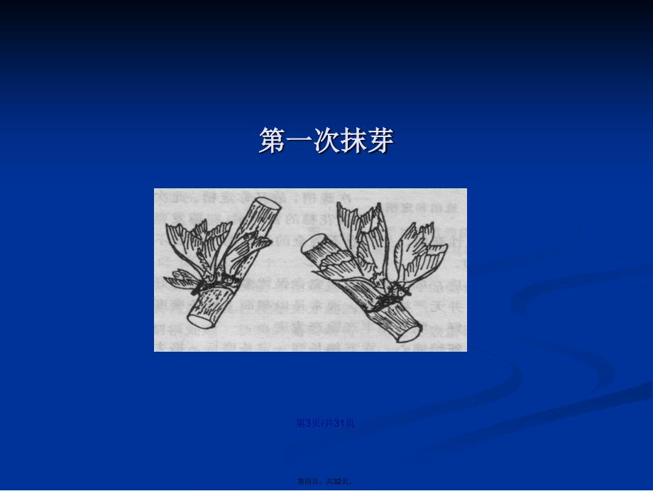 果树生产技术葡萄的夏季修剪四川省万源市农广校四川学习教案_第4页