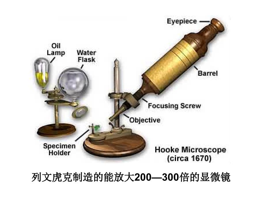 初中生物细菌课件PPT_第4页