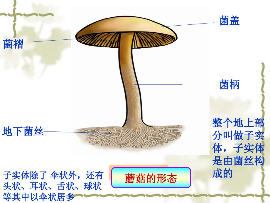 病毒的控制和利用.ppt_第1页