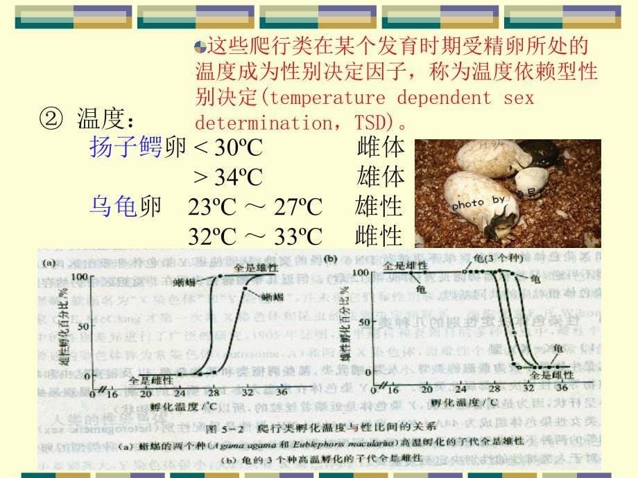 性别决定与性相关遗传_第5页