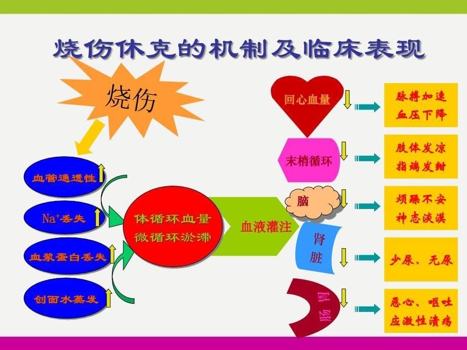 烧伤休克的临床表现及护理ppt_第5页