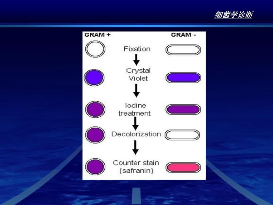 第8章细菌感染的检查方法与防治原则PPT课件_第5页