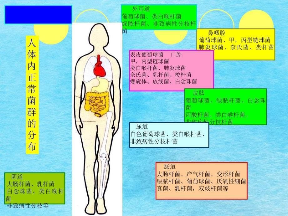 医学微生态学概论医院感染ppt课件_第5页