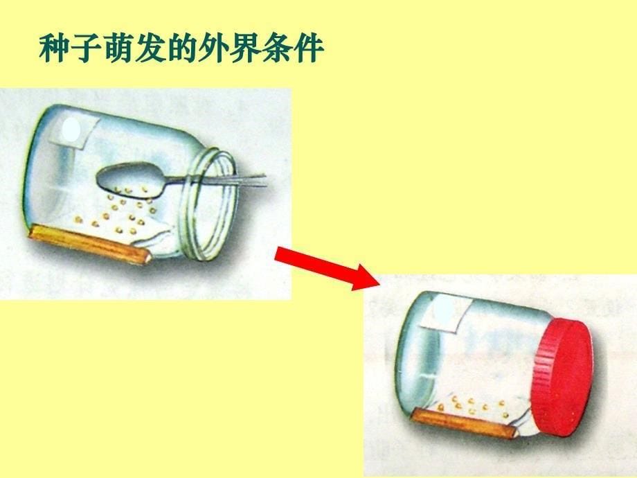 种子的萌发课件_第5页