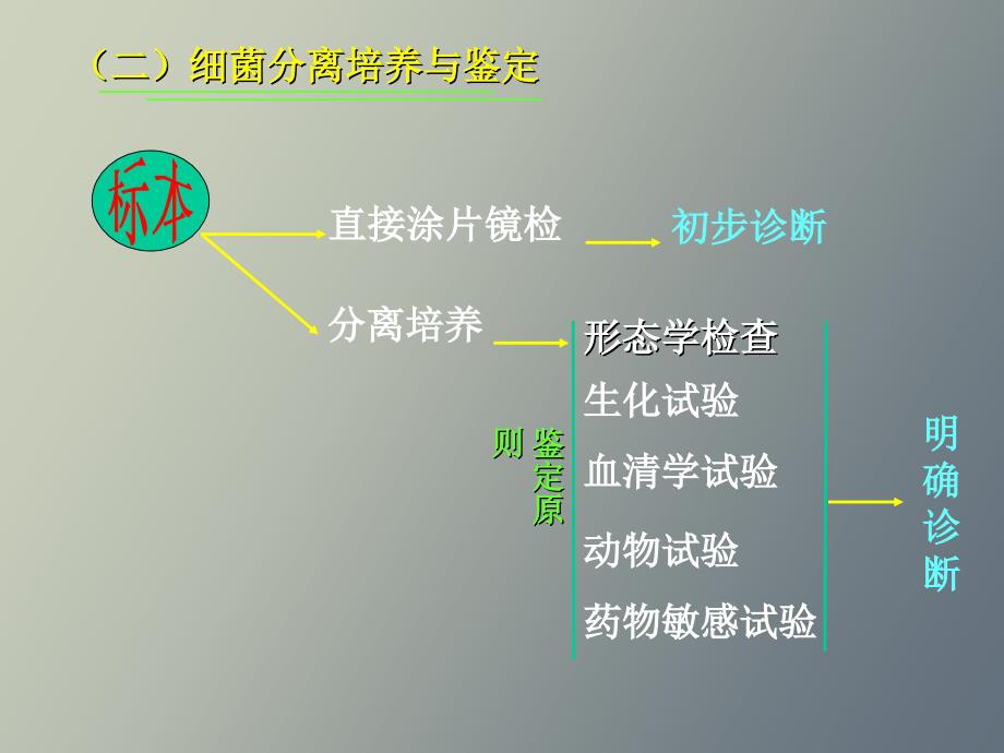 细菌感染的检查方法与_第3页