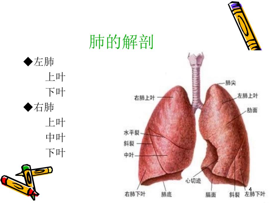 肺癌的护理查房ppt课件_第4页