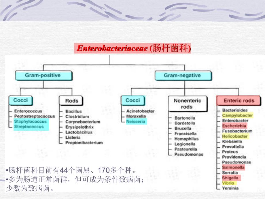 肠道杆菌的课件_第2页