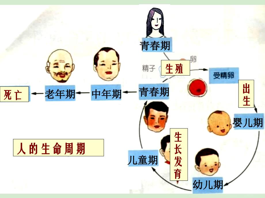 七年级科学下册第一章第三节-动物的生长时期课件-浙教版_第4页