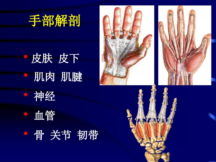 手外伤的处理原则_第3页