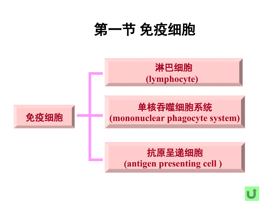 《人体组织学与解剖学》教学课件：8 免疫系统_第4页