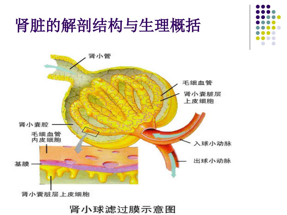 尿液检查分析课件_第4页