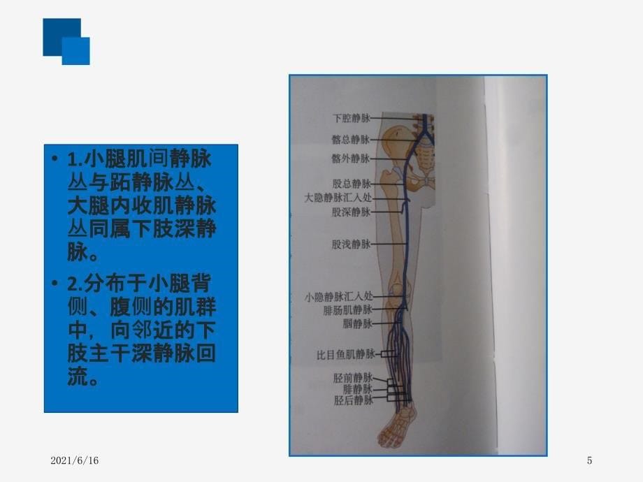 肌间静脉PPT课件_第5页