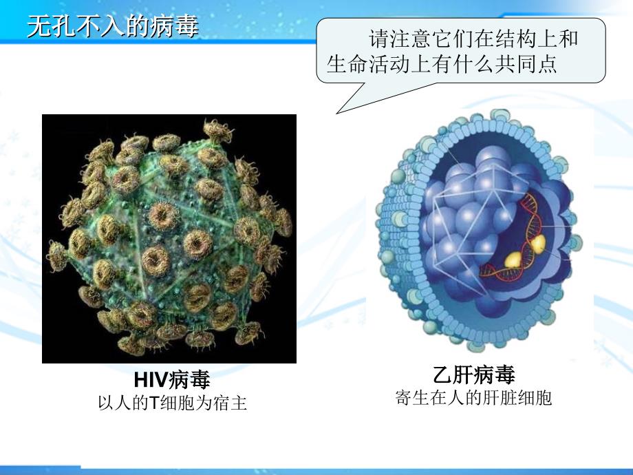 第一章走近细胞第一节从生物到细胞_第4页