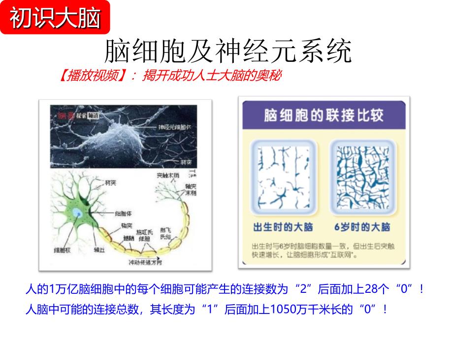 最新大脑思维导图_第4页