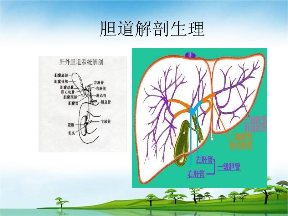 《胆囊结石及其防治》PPT课件_第2页