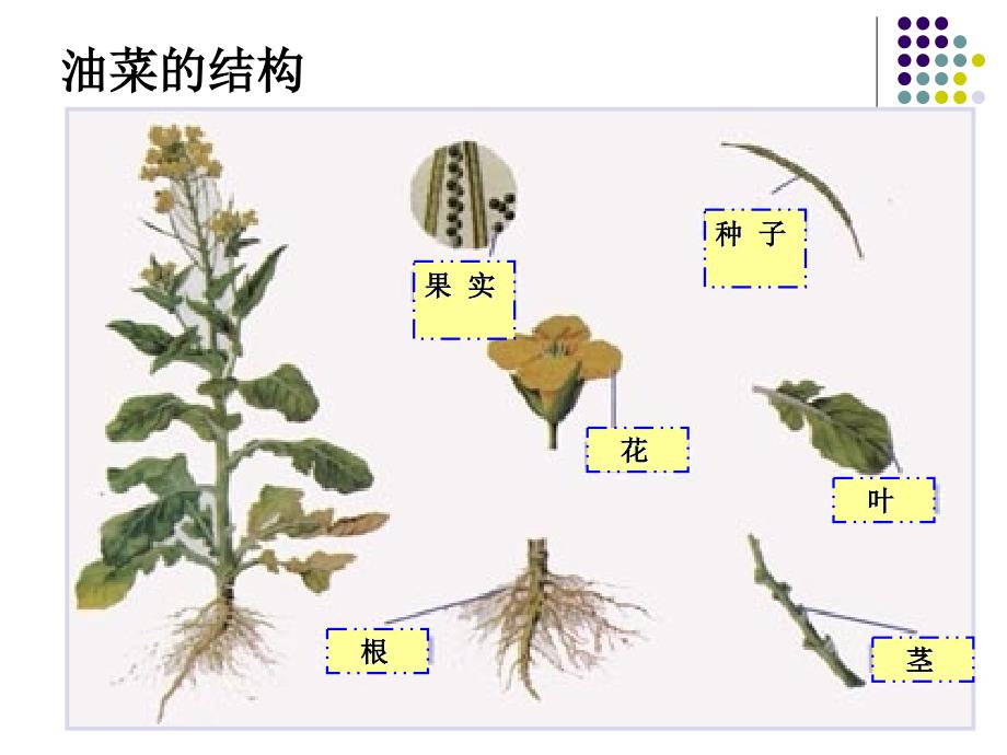 2.1油菜花开了_第4页