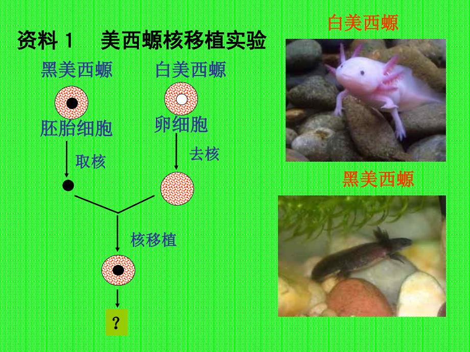 z101773003192第三章第三节细胞核_第3页