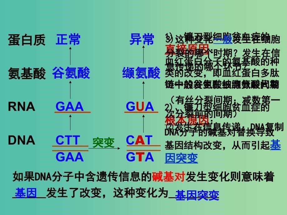 高中生物 5.1 基因突变和基因重组课件1 新人教版必修2.ppt_第5页