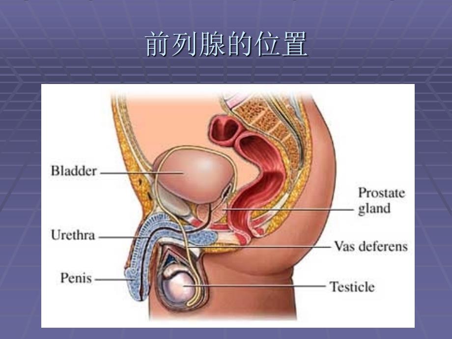 前列腺的解剖与生理_第2页