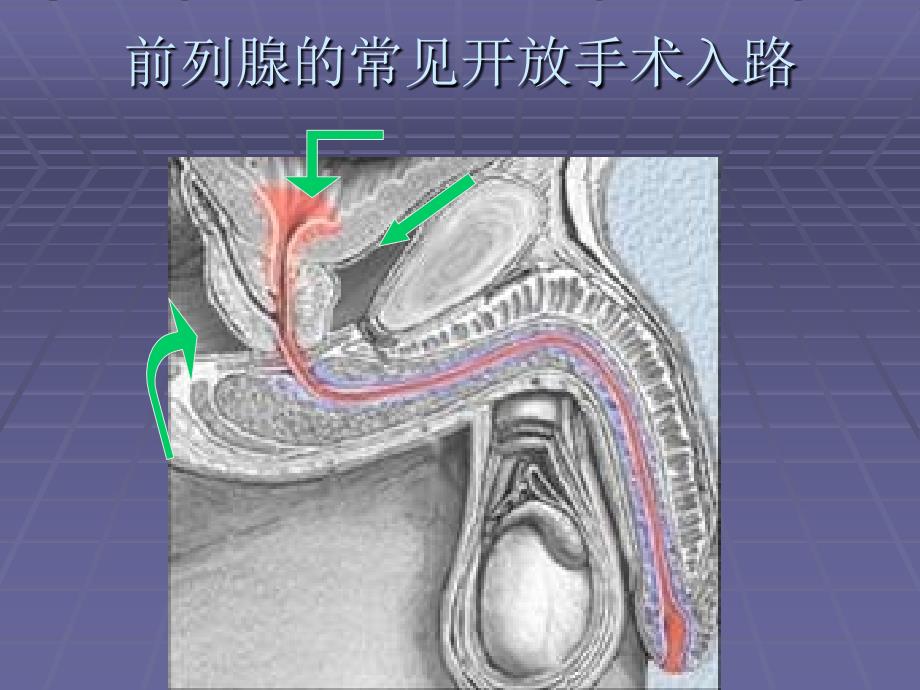 前列腺的解剖与生理_第4页