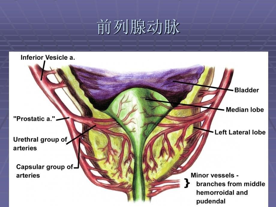 前列腺的解剖与生理_第5页