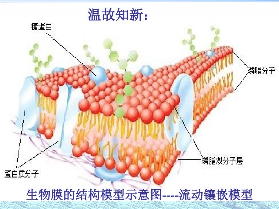 物质进出细胞的方式.ppt_第1页