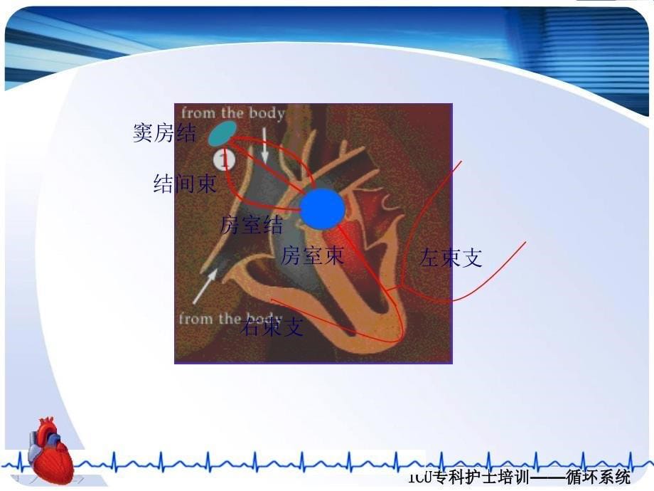 循环系统重症护理及监护技术_第5页