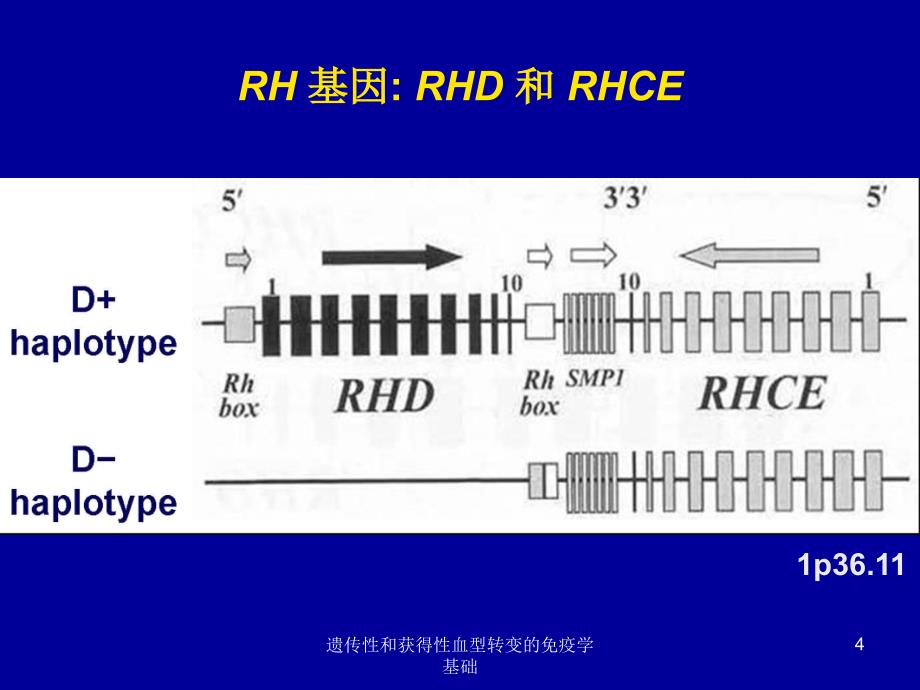 遗传性和获得性血型转变的免疫学基础课件_第4页