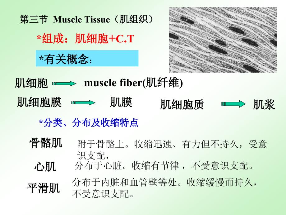 3[[1].肌组织神经组织_第2页